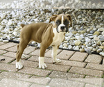 Small #3 Boxer