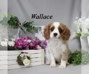 Cavalier King Charles Spaniel Puppy for sale in CHANUTE, KS, USA