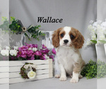 Image preview for Ad Listing. Nickname: Wallace