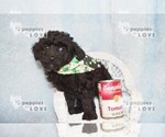 Small Photo #5 Poodle (Toy) Puppy For Sale in SANGER, TX, USA