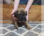 Puppy 3 Boxer