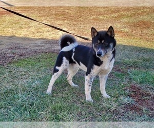 Father of the Shiba Inu puppies born on 03/12/2024