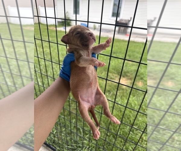 Medium Photo #19 American Pit Bull Terrier Puppy For Sale in WESTLAND, MI, USA