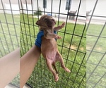 Small #2 American Pit Bull Terrier