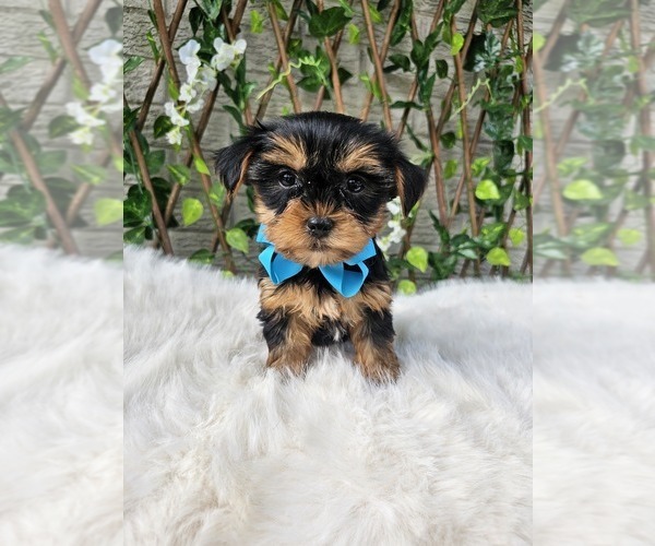 Medium Photo #2 Yorkshire Terrier Puppy For Sale in INDIANAPOLIS, IN, USA