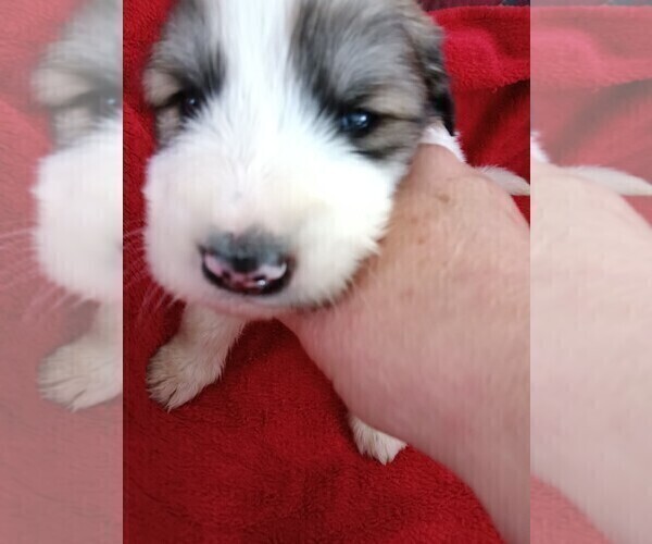 Medium Photo #2 Great Pyrenees Puppy For Sale in BANCROFT, WI, USA