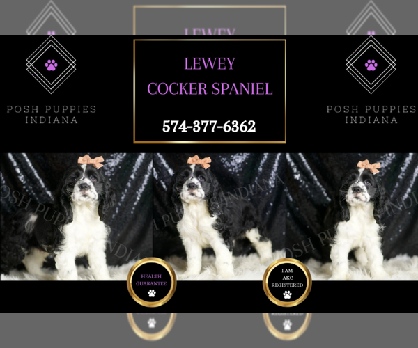 Medium Photo #6 Cocker Spaniel Puppy For Sale in WARSAW, IN, USA