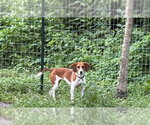 Small #3 Beagle Mix