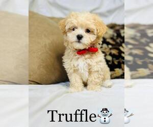 Maltipoo Puppy for sale in ALGOOD, TN, USA