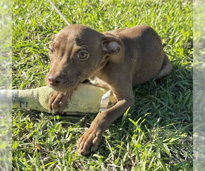 TJ - Female Bulldog-Unknown Mix Dog for Adoption - Photo #5