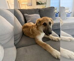Small Photo #4 Mutt Puppy For Sale in Aurora, CO, USA
