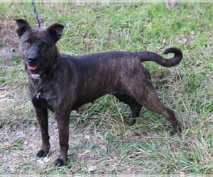 Basenji-German Shepherd Dog Mix Dogs for adoption in Bandera, TX, USA