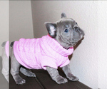 Small Photo #21 French Bulldog Puppy For Sale in MARYSVILLE, WA, USA