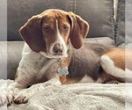 Small Photo #2 Beagle Puppy For Sale in Tampa, FL, USA