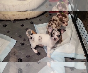 Chihuahua Puppy for sale in BLUE RIVER, WI, USA