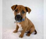 Small #5 Boxer Mix