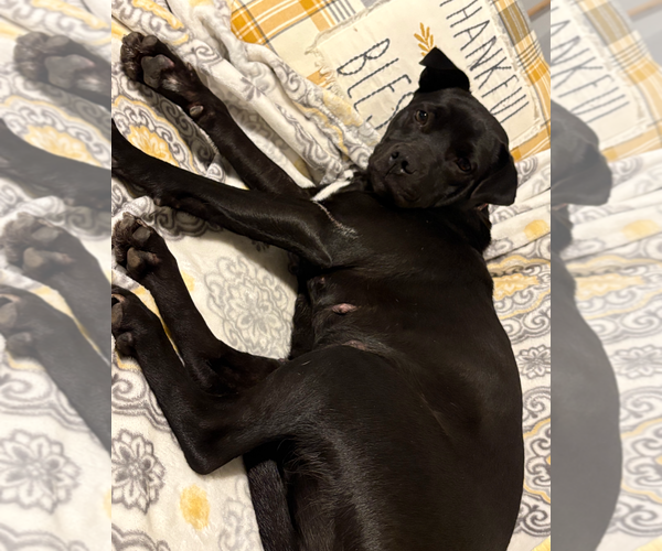 Medium Photo #3 American Staffordshire Terrier-Labrador Retriever Mix Puppy For Sale in Holly Springs, NC, USA