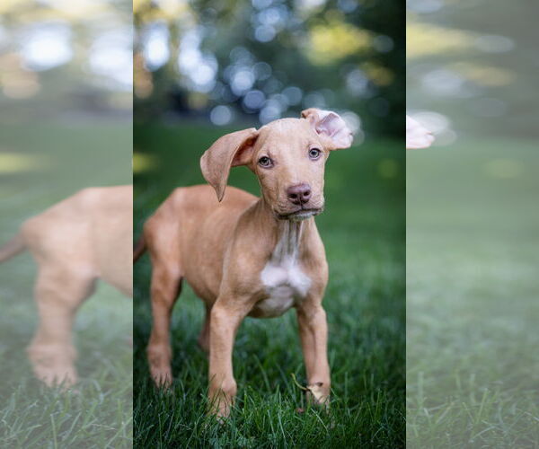 Medium Photo #3 Doberman Pinscher-Unknown Mix Puppy For Sale in Minneaoplis, MN, USA