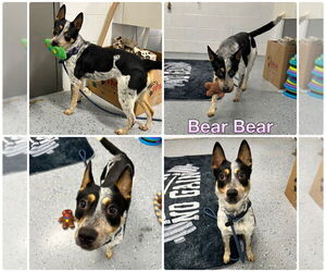 Mutt Dogs for adoption in Pierceton , IN, USA