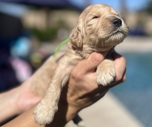 Medium Goldendoodle