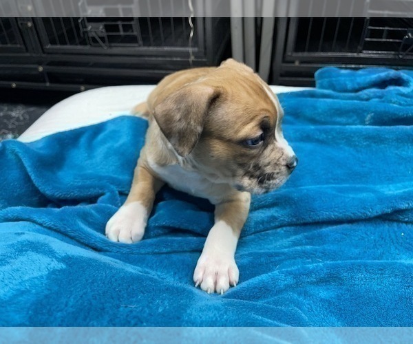 Medium Photo #145 American Bully Puppy For Sale in REESEVILLE, WI, USA