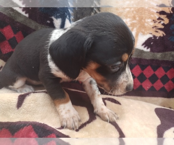 Medium Photo #3 Chiweenie Puppy For Sale in CANTON, GA, USA