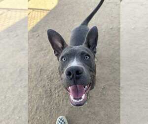American Pit Bull Terrier-Unknown Mix Dogs for adoption in La Verne, CA, USA