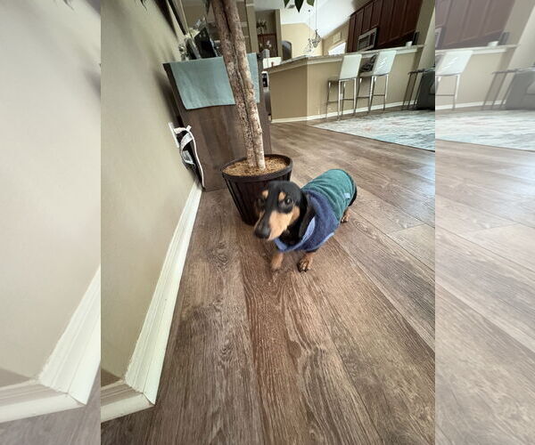 Medium Photo #4 Dachshund Puppy For Sale in Rosenberg, TX, USA