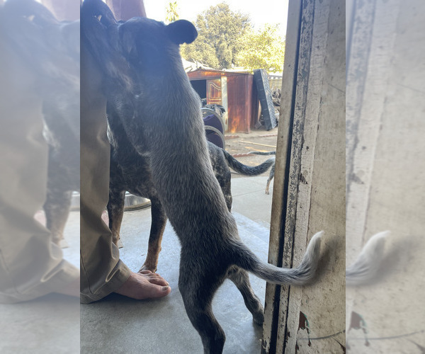 Medium Photo #7 Australian Cattle Dog Puppy For Sale in RIVERSIDE, CA, USA