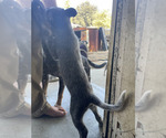 Small #6 Australian Cattle Dog