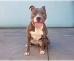 Small #1 Mutt