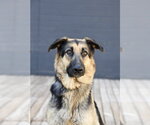 Small #19 German Shepherd Dog