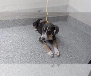 American Pit Bull Terrier-Unknown Mix Dogs for adoption in Pasadena, TX, USA