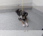 Small American Pit Bull Terrier Mix