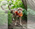 Small #2 Mutt
