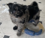 Small Photo #2 Pomeranian Puppy For Sale in KEAAU, HI, USA