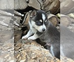 Image preview for Ad Listing. Nickname: Litter of 2