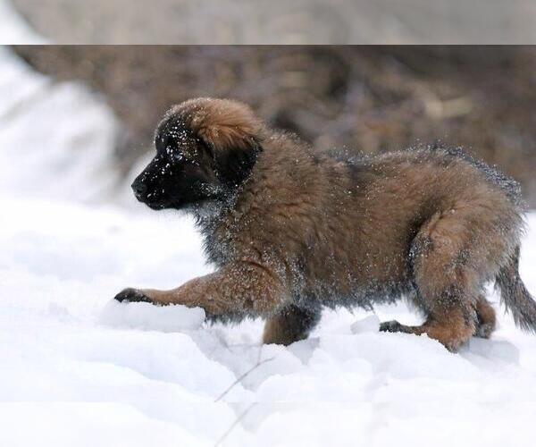 Medium Photo #2 Estrela Mountain Dog Puppy For Sale in Cherryville, British Columbia, Canada