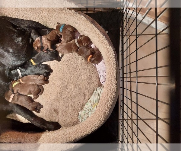 Medium Photo #2 Labrador Retriever Puppy For Sale in SHREWSBURY, MA, USA