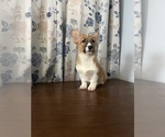 Small #29 Pembroke Welsh Corgi