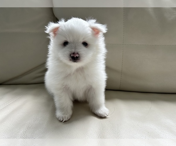 Medium Photo #26 Pomeranian Puppy For Sale in DES MOINES, WA, USA