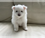 Small #25 Pomeranian