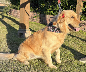 Mother of the Goldendoodle puppies born on 01/20/2026