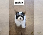 Small Photo #1 Yorkshire Terrier Puppy For Sale in FT WORTH, TX, USA