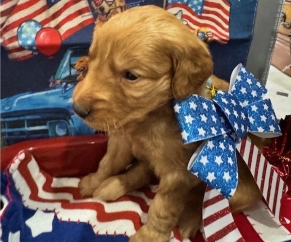 Medium Photo #10 Golden Retriever Puppy For Sale in AUMSVILLE, OR, USA