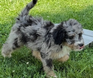 Medium Bernedoodle