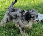 Puppy Colby Bernedoodle