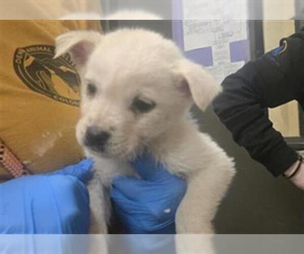 Medium Photo #1 Chow Chow Puppy For Sale in Denver, CO, USA