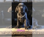Small Photo #8 Great Dane Puppy For Sale in GEORGETOWN, KY, USA