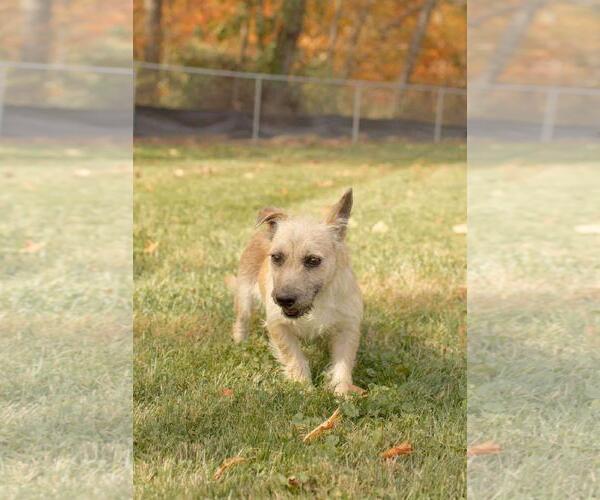 Medium Photo #1 Mutt Puppy For Sale in Dublin, OH, USA